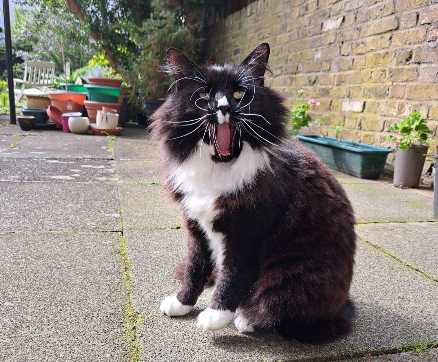 Marley reaches final for National Cat Awards
